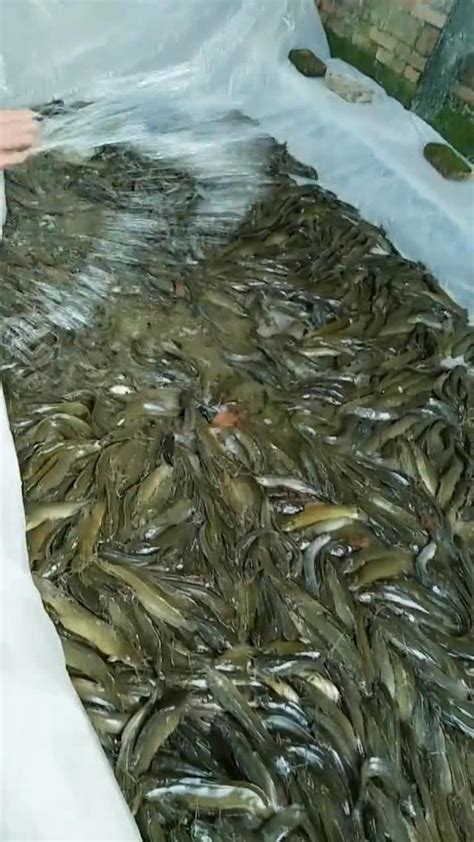 養魚數量垃圾魚|養魚新手入門：12個教學讓你養魚一次上手（新手必讀）